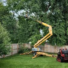 Best Residential Tree Removal  in Ferdand, IN