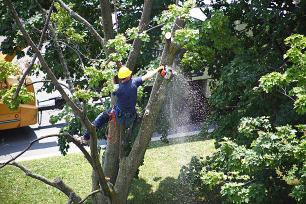 Best Tree Disease Treatment  in Ferdand, IN